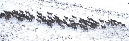 Group of elk on Central Hanford.