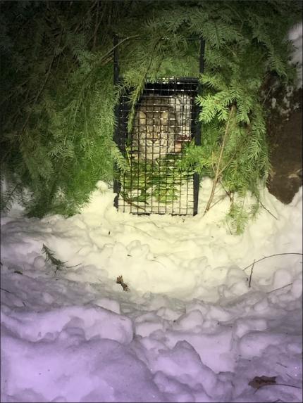 A trapped bobcat