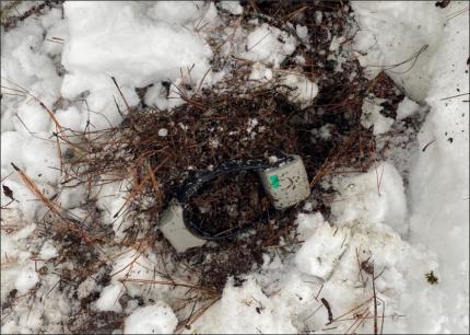 A collar in the snow