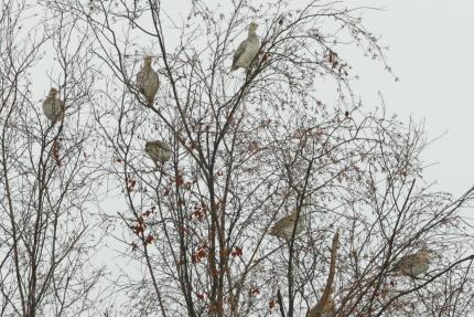 Columbian sharp-tailed grouse on water birch trees