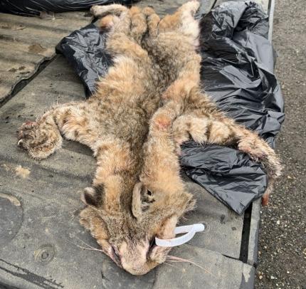 Bobcat hide sealed after harvest in GMU 372.