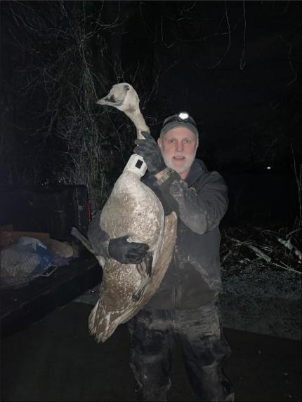 Biologist Smith holding a trumpeter swan