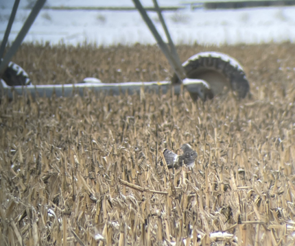 A Northern Harrier’s hawk preens while perched on corn stubble.