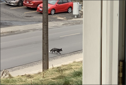 A lowland fox in the street