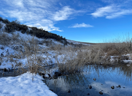 A stream runs along the edge of a habitat plot. 