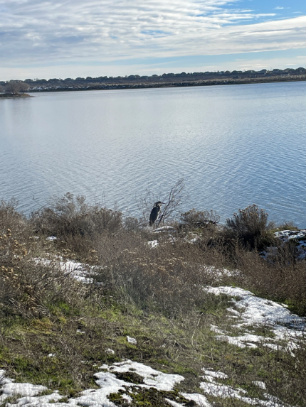 Great blue heron sitting on the bank of Moses Lake. 