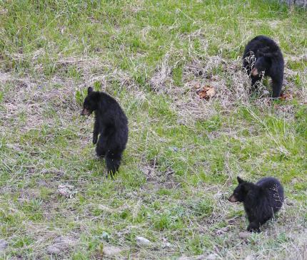 Three black bears