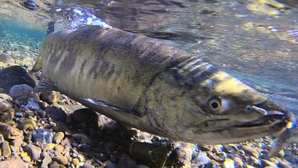 Closeup view underwater of a spawning Chum salmon