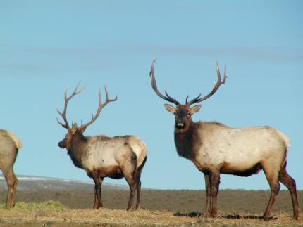 Two bull elk