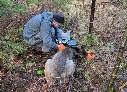 Jacobsen treating the dart wound site. 