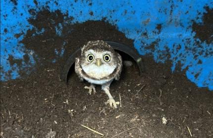 A burrowing owl