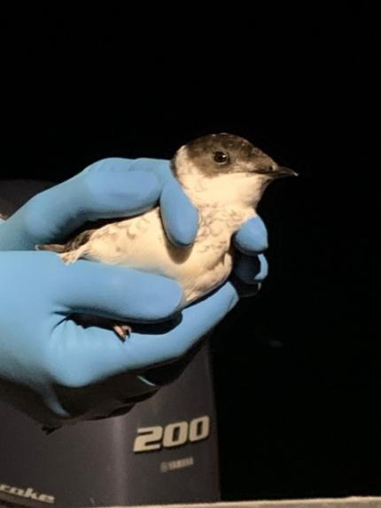 One of the 5 Marbled Murrelets captured this year on the Puget Sound.    