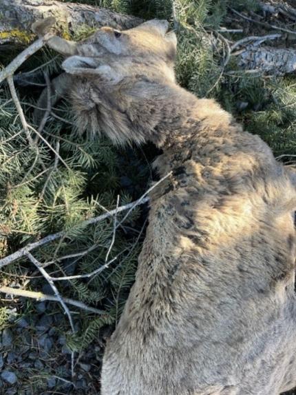 Dead bighorn ewe from the Lincoln Cliffs herd.