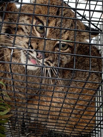27 lb Male bobcat looking (un)happy in a trap.