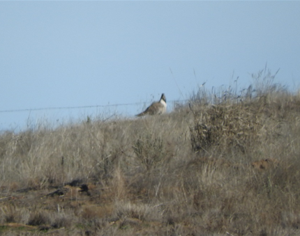 A sage grouse