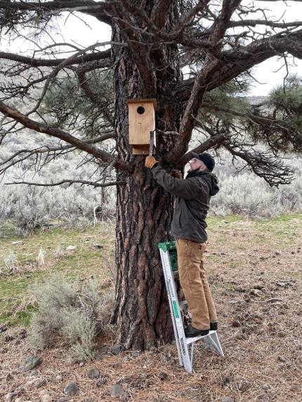 Blore checking kestrel nesting box on Parke Creek.