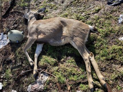 Deceased deer.