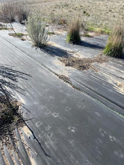 Pronghorn tracks on a road