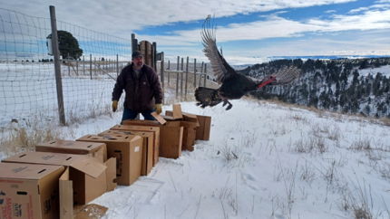 Turkey relocation on the Waverly Wildlife Area.