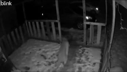 Cougar captured on home security camera near a residence.