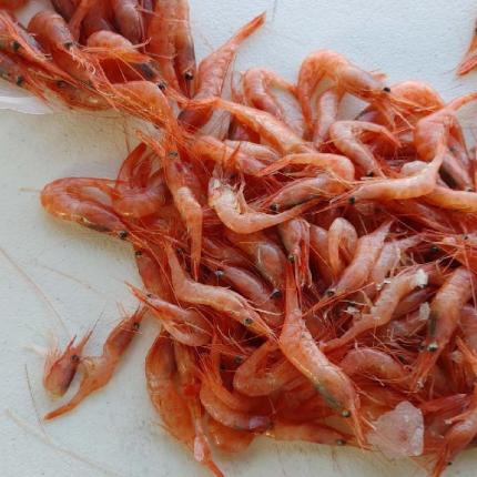Pink shrimp, Pandalus jordani, caught off Washington Coast