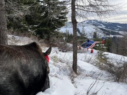 A helicopter in the distance with a moose in the foreground