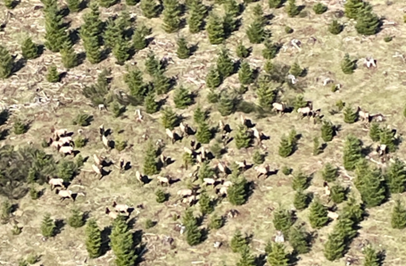 Elk in a low-elevation clear cut in the Wind River Valley.