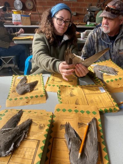 Biologist Soltysiak assisting a volunteer with aging a northern pintail wing.