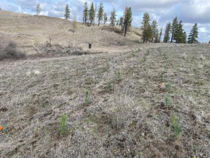 Ponderosa pines planted in Pine City.