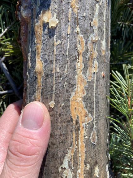 Gnawing damage to the top of a Douglas fir tree.