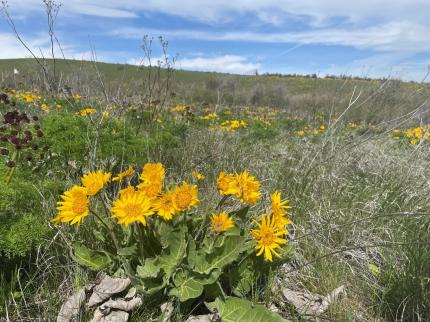 Evidence of spring in Joe Watt Canyon.