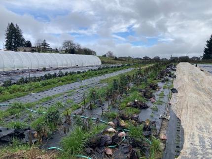 Deer-free organic produce farm in Clark County.