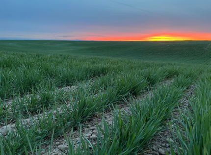 Sunrise over a wheat field in Douglas County. 