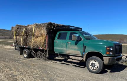 Bad hay making its way to a compost pile.