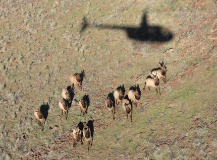 A group of Colockum elk photographed from the helicopter.