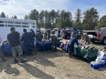 Wildlife biologists, Spokane Tribe and WDFW enforcement officers participating in a training. 