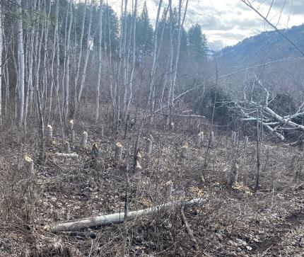 Beaver damage on Sinlahekin Wildlife Area. 