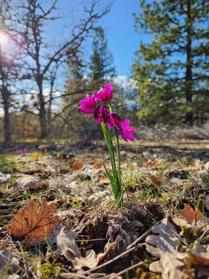 A blooming grass widow (Olsynium douglasii) is a sign that spring “green-up” is under way.  