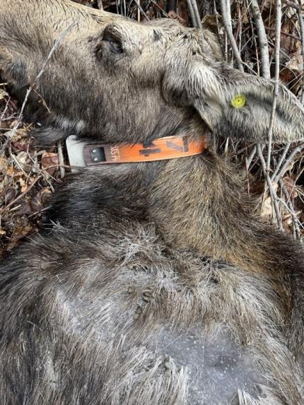 Cow moose that was found deceased showing bare skin on the shoulder.