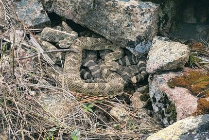 Northern Pacific rattlesnakes at the mouth of a den. 