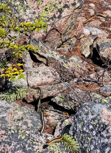 Common (Valley) garter snakes emerging from a hibernacula. 