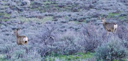 Mule deer on spring range.