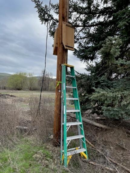 Conflict Specialist Wetzel installed pair bat boxes at 2 locations. 