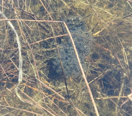 Northern leopard frog egg masses located by Washington Department of Fish and Wildlife staff members. 