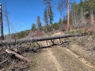 Before the tree removal from road. 