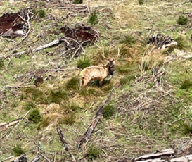 Bull elk in poor condition. 