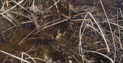 A resting northern leopard frog. 