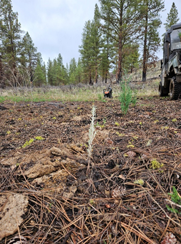 Sage and juniper plugs in the ground.