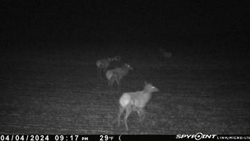 Nighttime Raids by Hanford Elk.