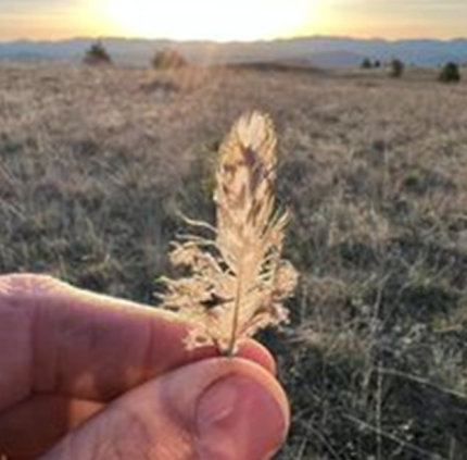 Sharp-tailed grouse feather collection.